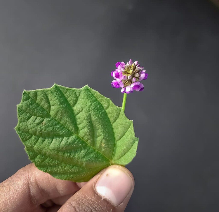 φυτό psoralea corylifolia από το οποίο φτιάχνεται το bakuchiol